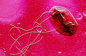 E. coli bacterium,SEM