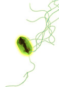 E. coli