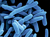 SEM of E. coli bacteria