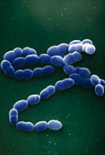 Streptococcus pneumoniae bacteria,SEM