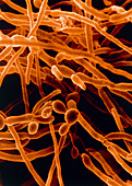 Candida albicans fungus