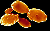 Candida albicans fungus,SEM