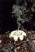 Earth star mushroom