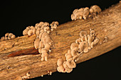 Luminescent Mushroom (Panellus stipticus)