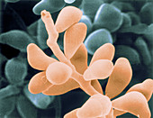 Curvularia geniculata