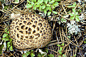 Hawkwing mushroom