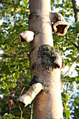 Fungus on Birch Tree