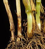 Foot rot on Wheat stem base