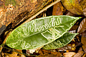 Leafminer Feeding Trail