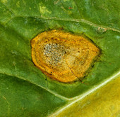 Phoma Leaf Spot (Phoma betae)