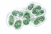 Endosymbiotic Cyanophyte