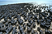 Stromatolites