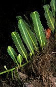 Green Feather Alga (Caulerpa sertularioides)