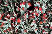 British Soldier Lichen (Cladonia cristatella)