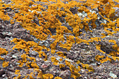 Orange Lichens