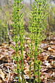 Common Horsetail (Equisetum arvense)