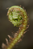 Fiddlehead