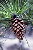 Ponderosa Pine Cone