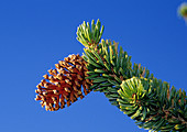 Bristlecone Pine Cone
