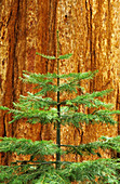 Young Sequoia tree
