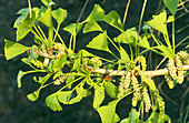 Branch of Ginkgo tree (Ginkgo biloba)