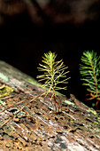 Loblolly Pine growing on decomposing log