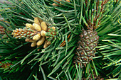 Lodgepole Pine cones