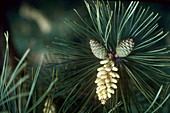 'Pine cones,needles and pollen sacks'