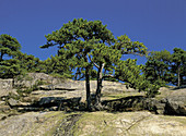 'Pitch Pines (Pinus rigida),Acadia NP,Maine'