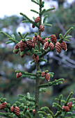 Red Spruce Tree with Cones