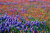 Mixed wild flowers