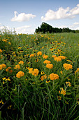 Prairie meadow with wildflowers