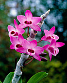 Flowering tropical orchid,Dendrobium parishii