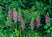Purple fringeless orchid flowers