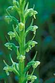 Pale Green Orchis