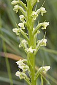 Pale Green Orchis