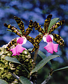 Tropical Orchid