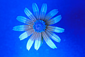 Daisy flower nectar guides (UV light)