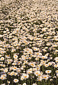 Ox-eye daisies