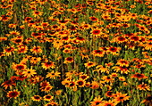 Black-eyed susan daisies