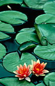 Water lilies