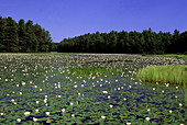 Elis Lake Water Lilies