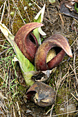 Skunk Cabbage