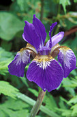 Larger Blue Flag Iris