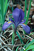 Dwarf Iris