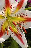 'Oriental Lily ''Arena'''