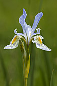 Wild Iris Flower