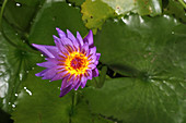 Waterlily opening (part of a series)