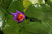 Waterlily opening (part of a series)