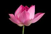 Sacred Lotus (Nelumbo nucifera)